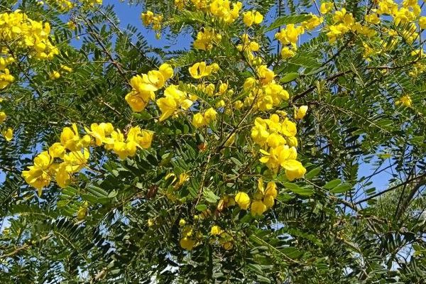 False sicklepod