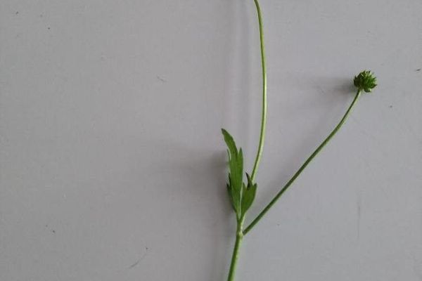 Antbush