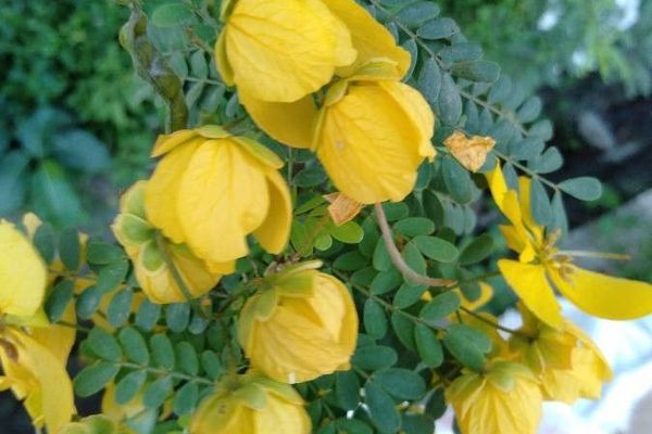 Senna pallida