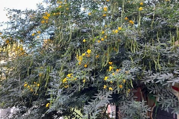 Easter cassia