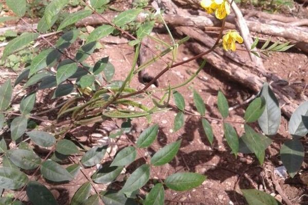 Arsenic bush