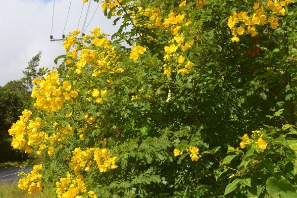 Ironwood cassia