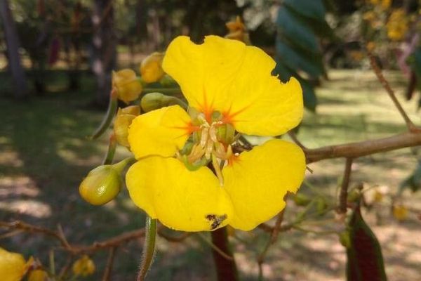 Senna silvestris