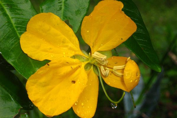 Senna splendida
