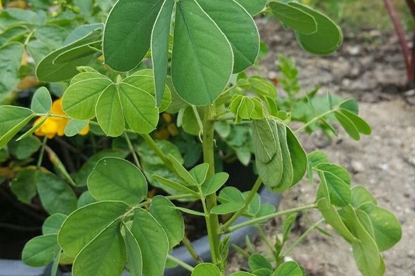 Foetid cassia