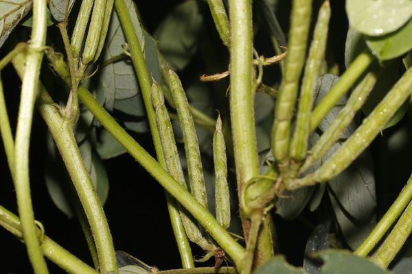 Oneleaf senna