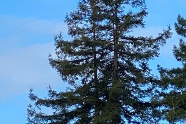 California redwood