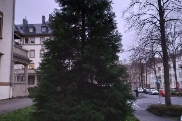 Bigtree