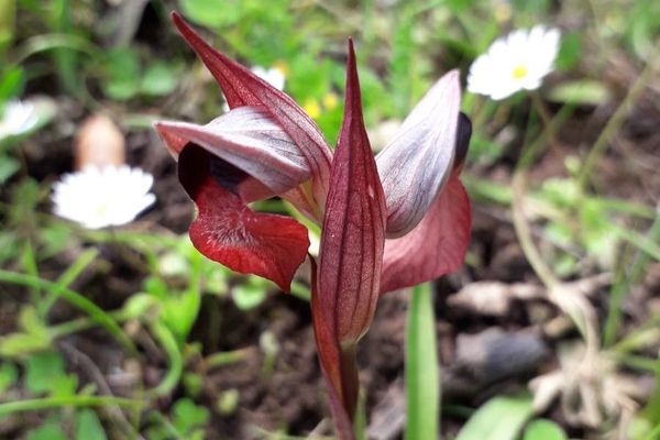 Heart-flowered serapias