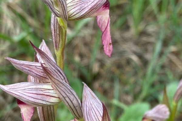 Tongue-orchid