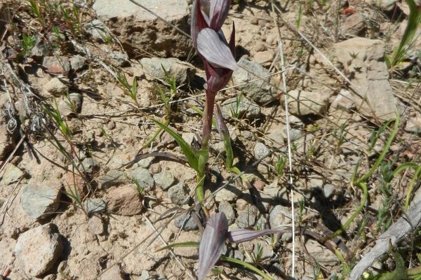 Serapias olbia