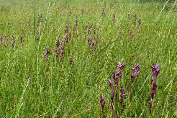 Tongue orchid