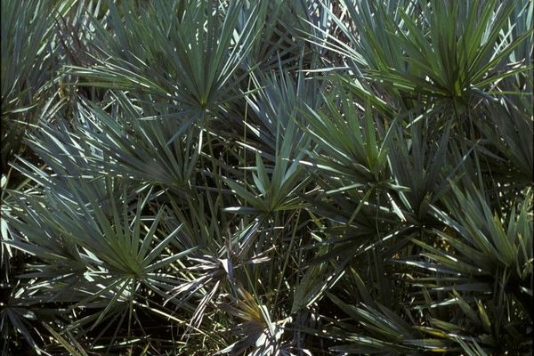 Saw palmetto