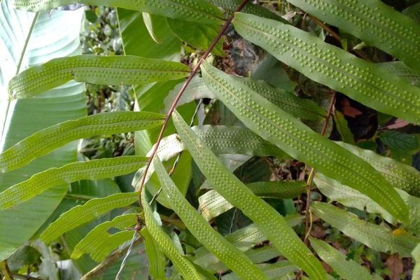 Angle-vein fern