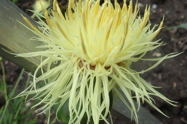 Serratula coronata