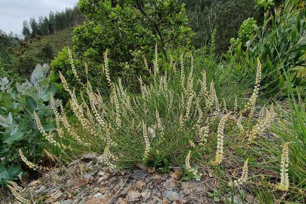 Sesamoides purpurascens