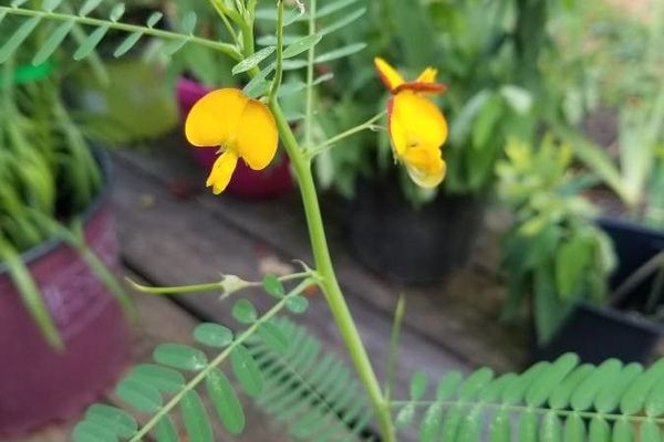 Bigpod sesbania