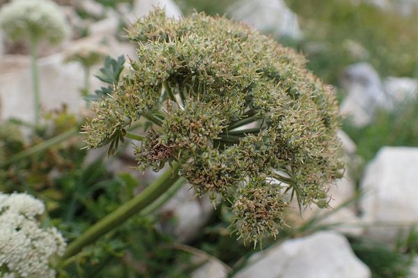 Mooncarrot