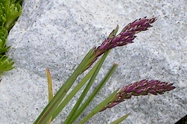 Blue moor grass