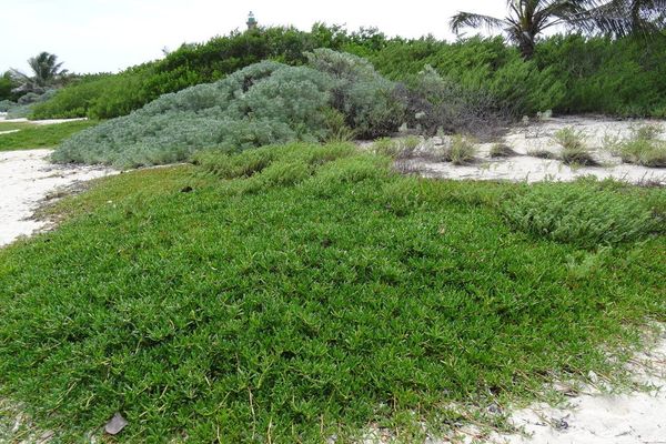 Shoreline sea-purslane