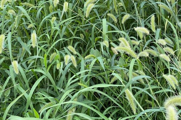 Chinese foxtail