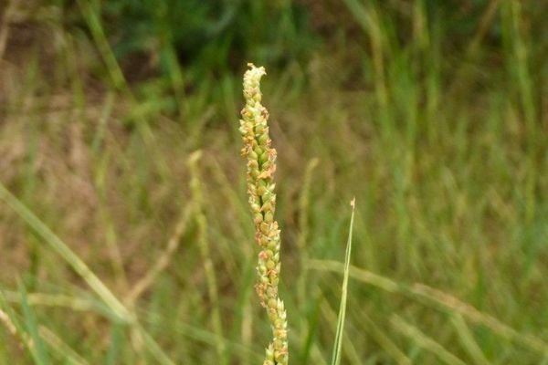 Egyptian paspalidium