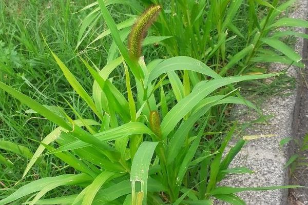 Foxtail bristle-grass