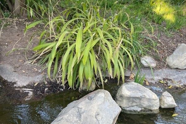 Broadleaved bristlegrass