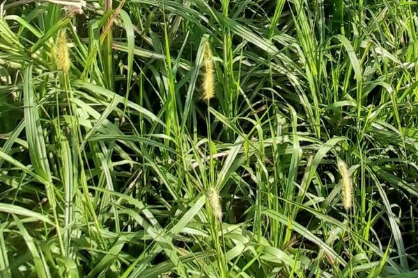 Feather pennisetum