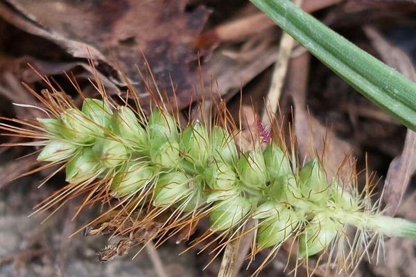 Pigeon grass