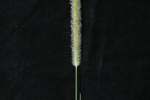Setaria sphacelata