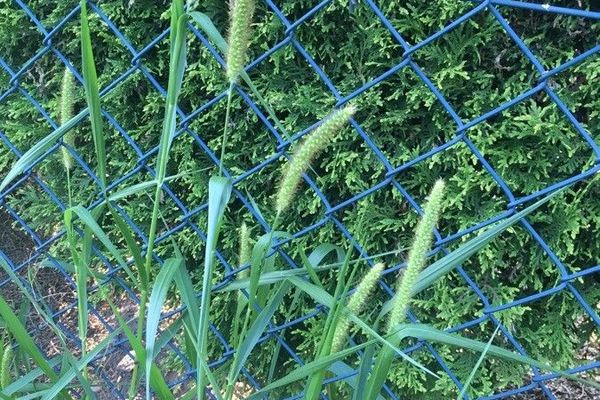 Green bristle-grass