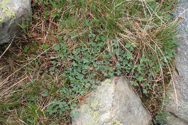 Creeping sibbaldia