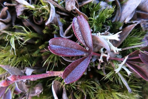 Three-toothed cinquefoil