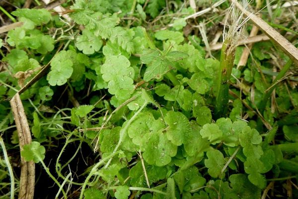 Cornish moneywort