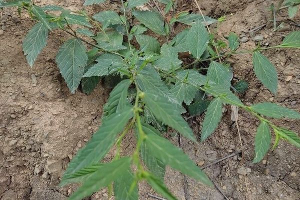 Common wireweed