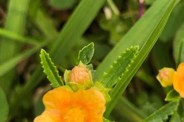 Bracted fanpetals