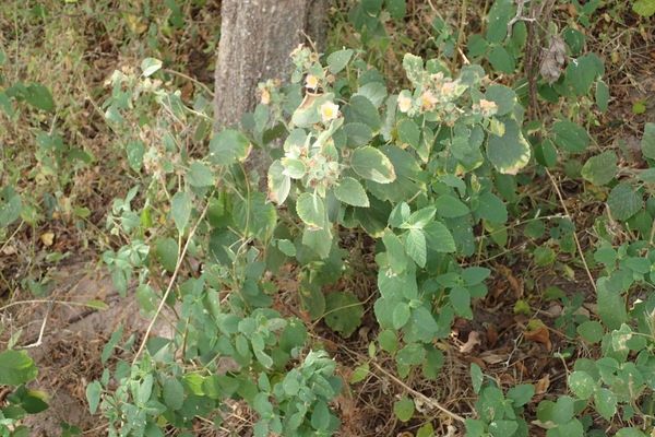 Country-mallow