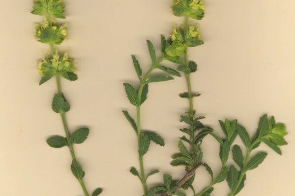 Sideritis endressii