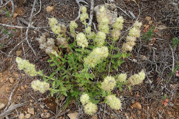Sideritis hirsuta