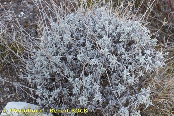 Sideritis incana