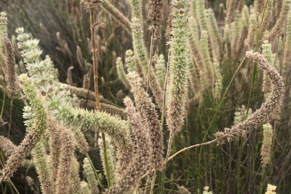 Sideritis lasiantha