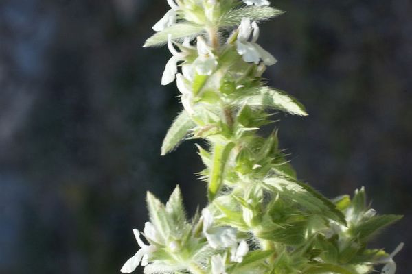 Simplebeak ironwort