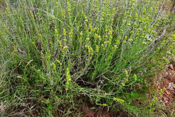 Sideritis tragoriganum