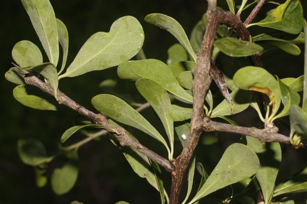 Sideroxylon obtusifolium