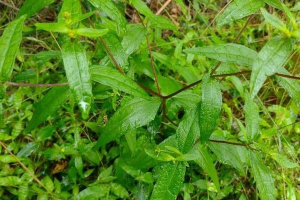 Indian-weed