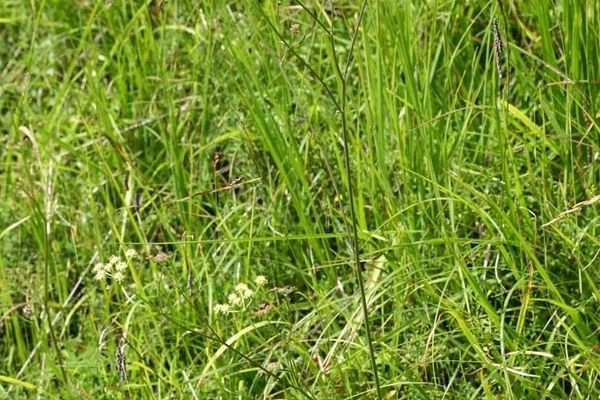 Pepper saxifrage