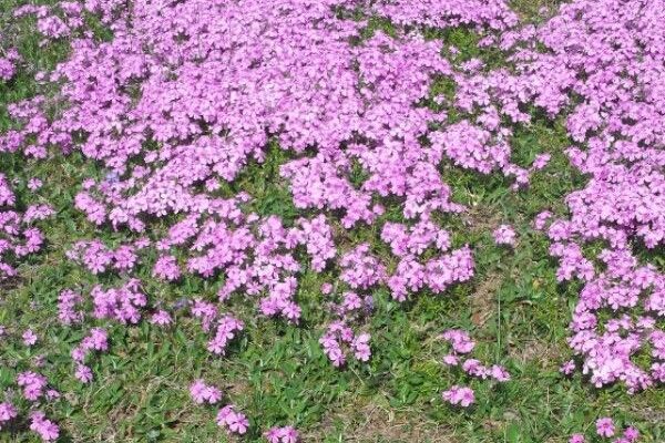 Cushion-pink