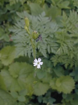 Sleepy catchfly