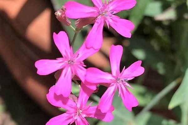 Sweet-william campion